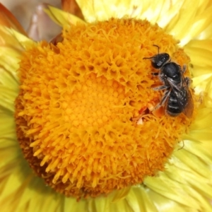 Lasioglossum (Chilalictus) sp. (genus & subgenus) at Acton, ACT - 15 Mar 2020 12:55 PM