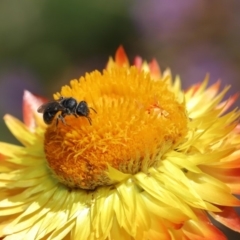 Lasioglossum (Chilalictus) sp. (genus & subgenus) at Acton, ACT - 15 Mar 2020 12:55 PM