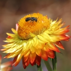 Lasioglossum (Chilalictus) sp. (genus & subgenus) at Acton, ACT - 15 Mar 2020 12:55 PM