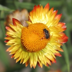 Lasioglossum (Chilalictus) sp. (genus & subgenus) at Acton, ACT - 15 Mar 2020 12:55 PM