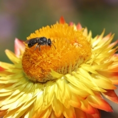 Lasioglossum (Chilalictus) sp. (genus & subgenus) at Acton, ACT - 15 Mar 2020 12:55 PM