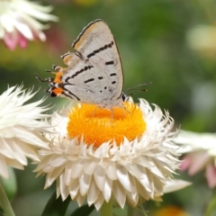 Jalmenus evagoras (Imperial Hairstreak) at Acton, ACT - 15 Mar 2020 by TimL