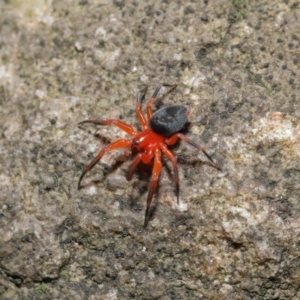 Nicodamidae (family) at Acton, ACT - 15 Mar 2020