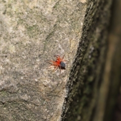 Nicodamidae (family) at Acton, ACT - 15 Mar 2020