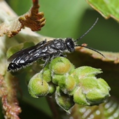 Tiphiidae (family) (Unidentified Smooth flower wasp) at ANBG - 15 Mar 2020 by TimL