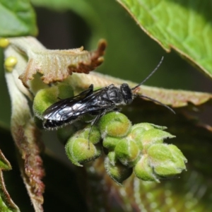 Tiphiidae (family) at Acton, ACT - 15 Mar 2020 12:32 PM