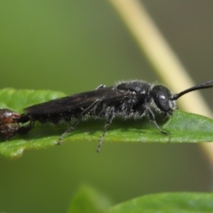 Tiphiidae (family) at Acton, ACT - 15 Mar 2020