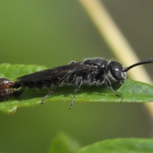 Tiphiidae (family) at Acton, ACT - 15 Mar 2020 12:32 PM