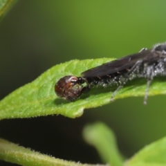 Tiphiidae (family) at Acton, ACT - 15 Mar 2020 12:32 PM