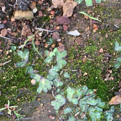 Riccia cartilaginosa (Liverwort) at Majura, ACT - 2 Apr 2020 by JaneR