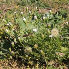 Vittadinia muelleri (Narrow-leafed New Holland Daisy) at Banks, ACT - 31 Mar 2020 by michaelb