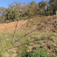 Digitaria brownii (Cotton Panic Grass) at Banks, ACT - 31 Mar 2020 by michaelb