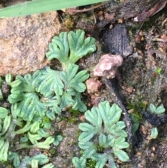 Riccia subbifurca (Liverwort) at Mount Ainslie - 30 Mar 2020 by JaneR