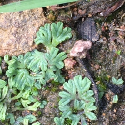 Riccia subbifurca (Liverwort) at Mount Ainslie - 30 Mar 2020 by JaneR