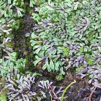 Riccia sp. (genus) (Liverwort) at Mount Ainslie - 30 Mar 2020 by JaneR