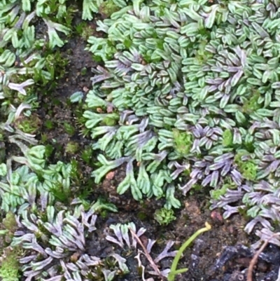 Riccia sp. (genus) (Liverwort) at Majura, ACT - 30 Mar 2020 by JaneR