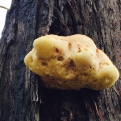 Laetiporus portentosus (White Punk) at Black Mountain - 1 Apr 2020 by RWPurdie