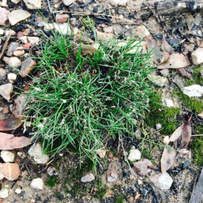 Laxmannia gracilis (Slender Wire Lily) at Black Mountain - 1 Apr 2020 by RWPurdie