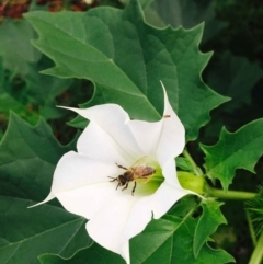 Datura stramonium (Common Thornapple) at O'Connor, ACT - 1 Apr 2020 by RWPurdie