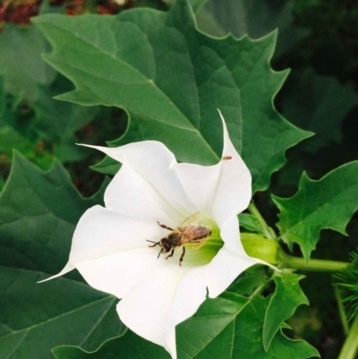 Datura stramonium (Common Thornapple) at O'Connor, ACT - 2 Apr 2020 by RWPurdie