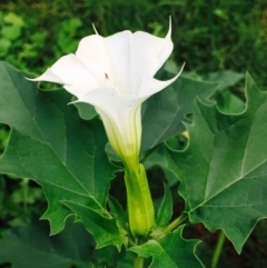 Datura stramonium at O'Connor, ACT - 2 Apr 2020 12:00 AM