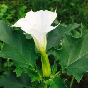 Datura stramonium at O'Connor, ACT - 2 Apr 2020 12:00 AM