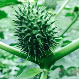 Datura stramonium at O'Connor, ACT - 2 Apr 2020 12:00 AM