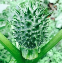 Datura stramonium at O'Connor, ACT - 2 Apr 2020