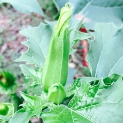 Datura stramonium at O'Connor, ACT - 2 Apr 2020 12:00 AM