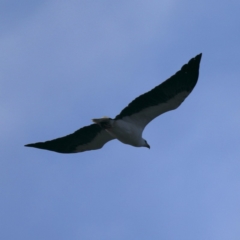 Haliaeetus leucogaster (White-bellied Sea-Eagle) at Lilli Pilli, NSW - 1 Apr 2020 by jb2602