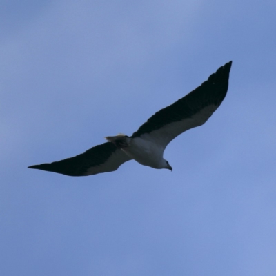 Haliaeetus leucogaster (White-bellied Sea-Eagle) at Lilli Pilli, NSW - 1 Apr 2020 by jb2602