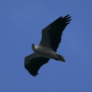 Haliaeetus leucogaster at Lilli Pilli, NSW - 1 Apr 2020