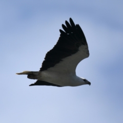 Haliaeetus leucogaster at Lilli Pilli, NSW - 1 Apr 2020