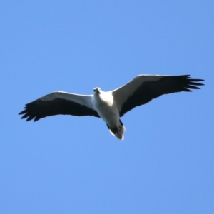 Haliaeetus leucogaster at Lilli Pilli, NSW - 1 Apr 2020