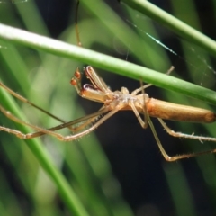 Tetragnatha sp. (genus) at Cook, ACT - 2 Apr 2020