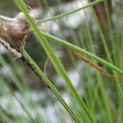 Tetragnatha sp. (genus) at Cook, ACT - 2 Apr 2020