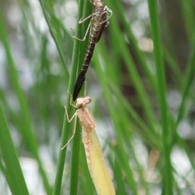 Zygoptera (suborder) (Damselfly) at Mount Painter - 2 Apr 2020 by CathB