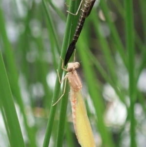 Zygoptera (suborder) at Cook, ACT - 2 Apr 2020