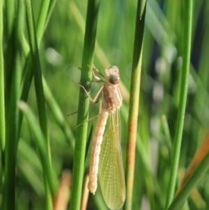 Zygoptera (suborder) at Cook, ACT - 2 Apr 2020