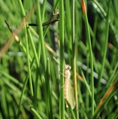 Zygoptera (suborder) at Cook, ACT - 2 Apr 2020