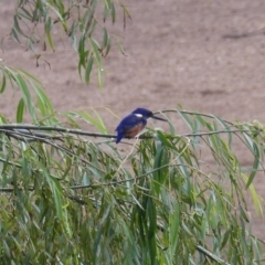 Ceyx azureus (Azure Kingfisher) at Jellat Jellat, NSW - 2 Apr 2020 by MatthewHiggins