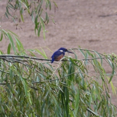 Ceyx azureus (Azure Kingfisher) at Jellat Jellat, NSW - 2 Apr 2020 by MatthewHiggins