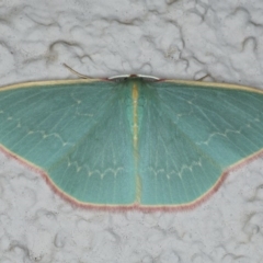 Chlorocoma dichloraria (Guenee's or Double-fringed Emerald) at Ainslie, ACT - 2 Apr 2020 by jb2602