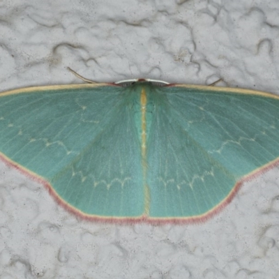 Chlorocoma dichloraria (Guenee's or Double-fringed Emerald) at Ainslie, ACT - 2 Apr 2020 by jbromilow50