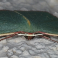 Chlorocoma dichloraria at Ainslie, ACT - 2 Apr 2020