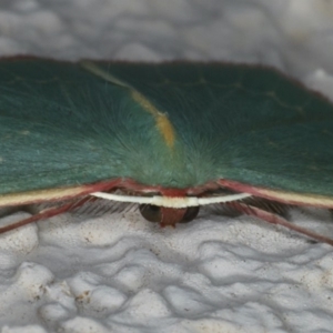 Chlorocoma dichloraria at Ainslie, ACT - 2 Apr 2020