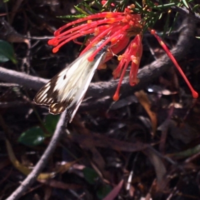 Belenois java (Caper White) at Hughes, ACT - 2 Apr 2020 by KL