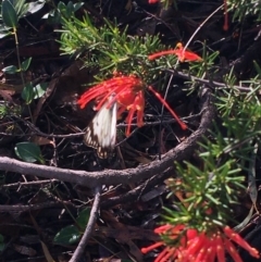 Belenois java at Hughes, ACT - 2 Apr 2020 04:20 PM