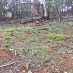 Calotis lappulacea (Yellow Burr Daisy) at Red Hill Nature Reserve - 3 Apr 2020 by KL