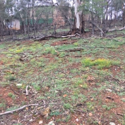 Calotis lappulacea (Yellow Burr Daisy) at Deakin, ACT - 3 Apr 2020 by KL